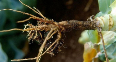 Jak se vypořádat s černou nohou v zelí, co dělat, správná léčba